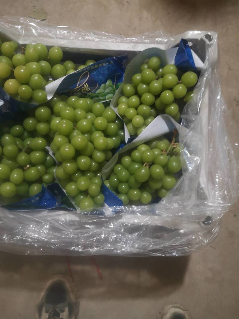 冷库阳光玫瑰萄颗粒大糖度欢迎联系
