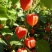东北野生浆果姑娘果种子灯笼果超甜大果奶香味四季蔬菜水果种