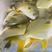 肥美大黄金金鲳鱼1.3~1.5斤/条大海网排养殖码头冰鲜