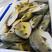 肥美大黄金金鲳鱼1.3~1.5斤/条大海网排养殖码头冰鲜