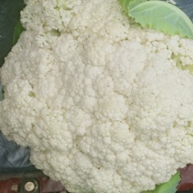 我们经营有机花大量上市