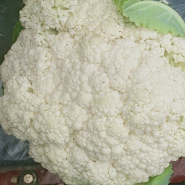 我们经营有机花大量上市