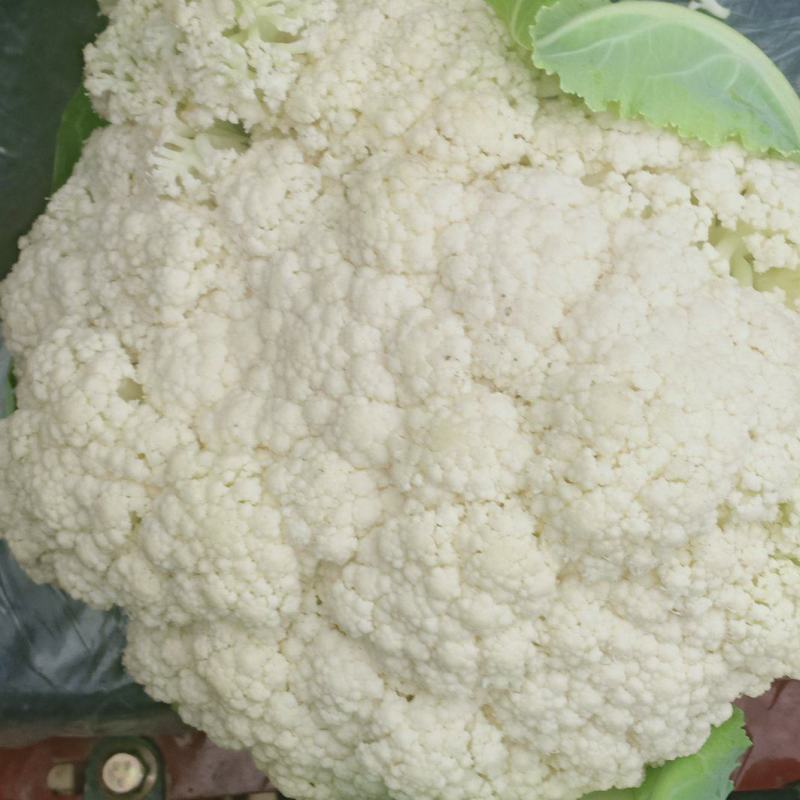 我们经营有机花大量上市