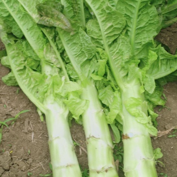 莴笋大量上市需要的联系