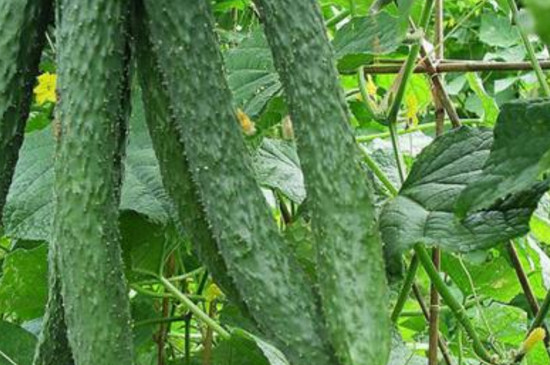 旱黄瓜田间种植场景