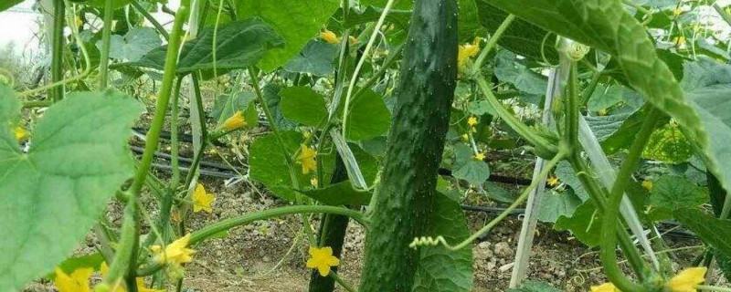 黑美人西瓜的花朵特写