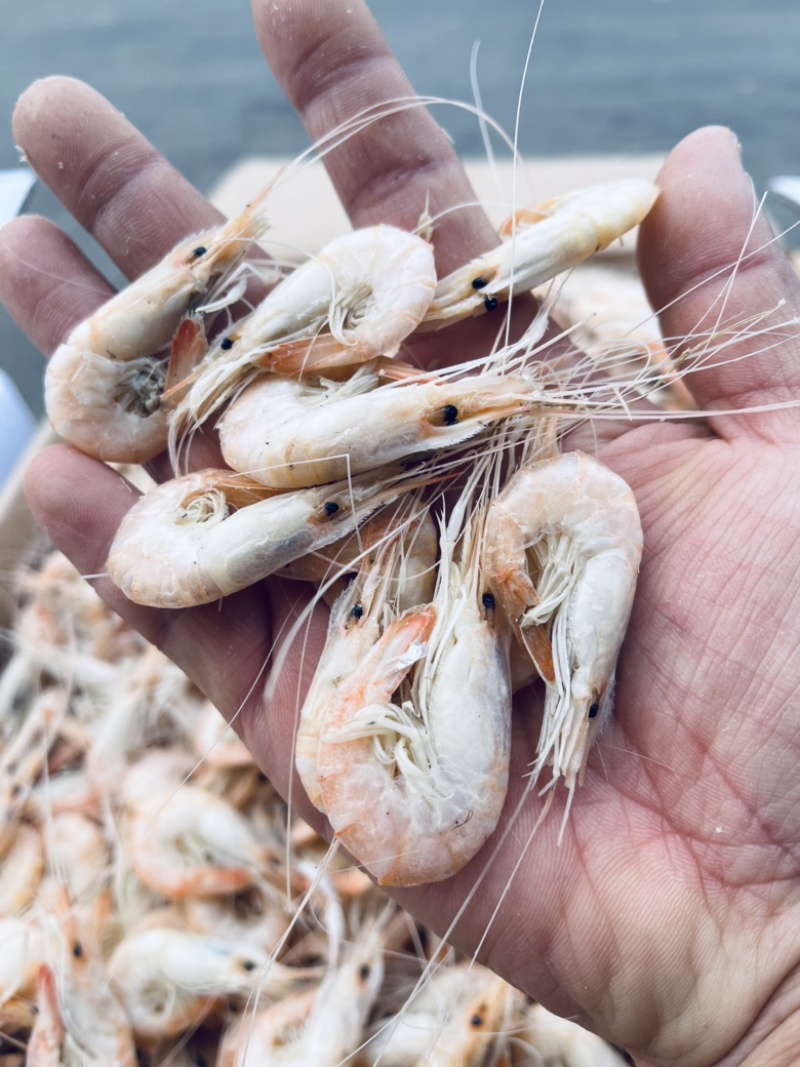 白虾渤海捕捞视频看货。产地直发支持一件代发。