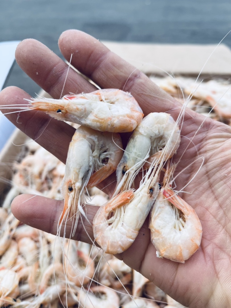 白虾渤海捕捞视频看货。产地直发支持一件代发。
