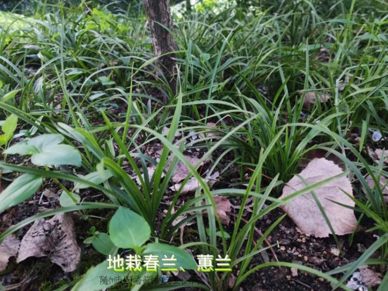 2至6盆春兰蕙兰任选包邮下坡兰花草盆栽地栽皮实易种养