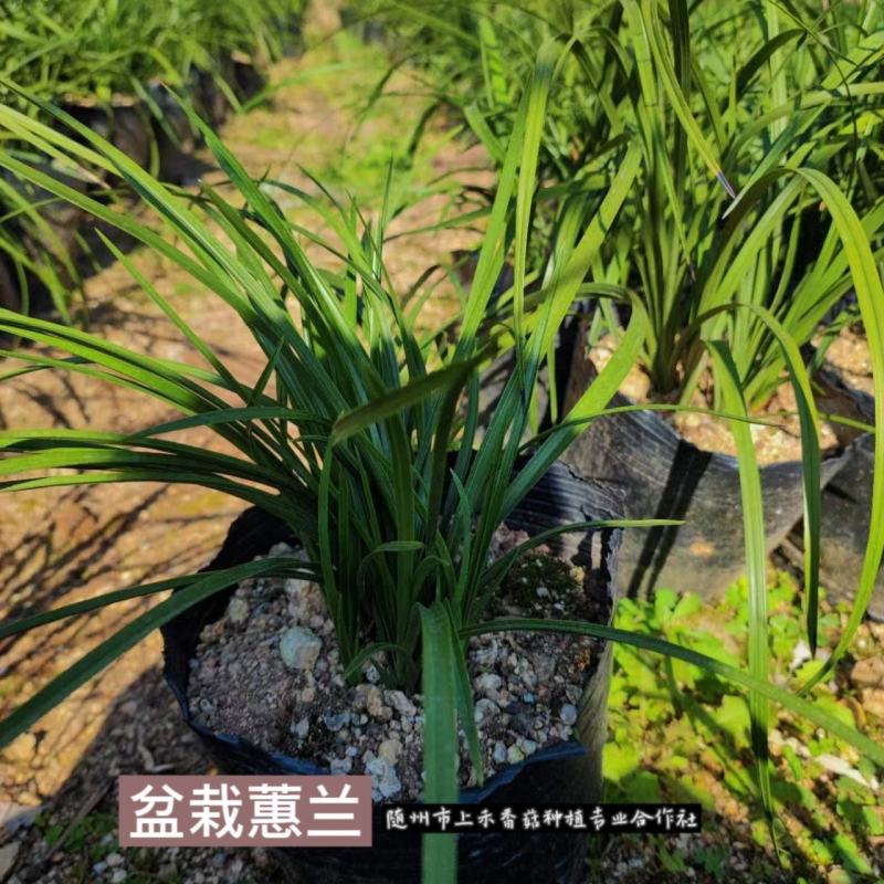 2至6盆春兰蕙兰任选包邮下坡兰花草盆栽地栽皮实易种养