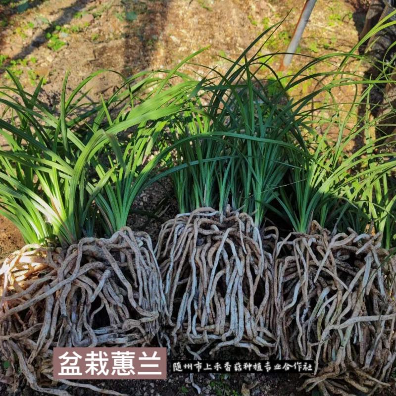 2至6盆春兰蕙兰任选包邮下坡兰花草盆栽地栽皮实易种养
