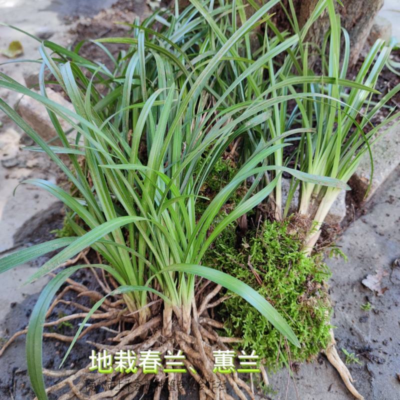 2至6盆春兰蕙兰任选包邮下坡兰花草盆栽地栽皮实易种养