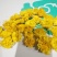 【大量供应】菊花茶婺源黄菊全国发货量大从优