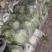 夏邑县黄心白菜，青杂三号，每天走货30万斤，基地