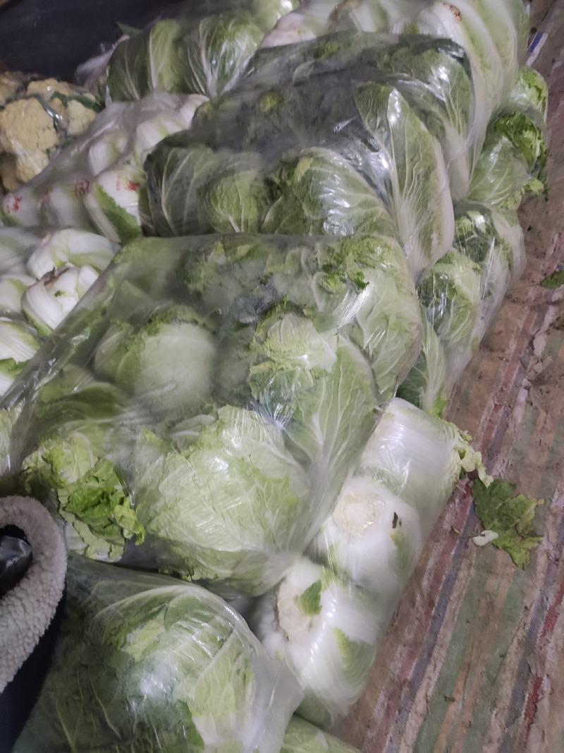 夏邑县黄心白菜，青杂三号，每天走货30万斤，基地