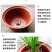 2至6盆春兰蕙兰任选包邮下坡兰花草盆栽地栽皮实易种养