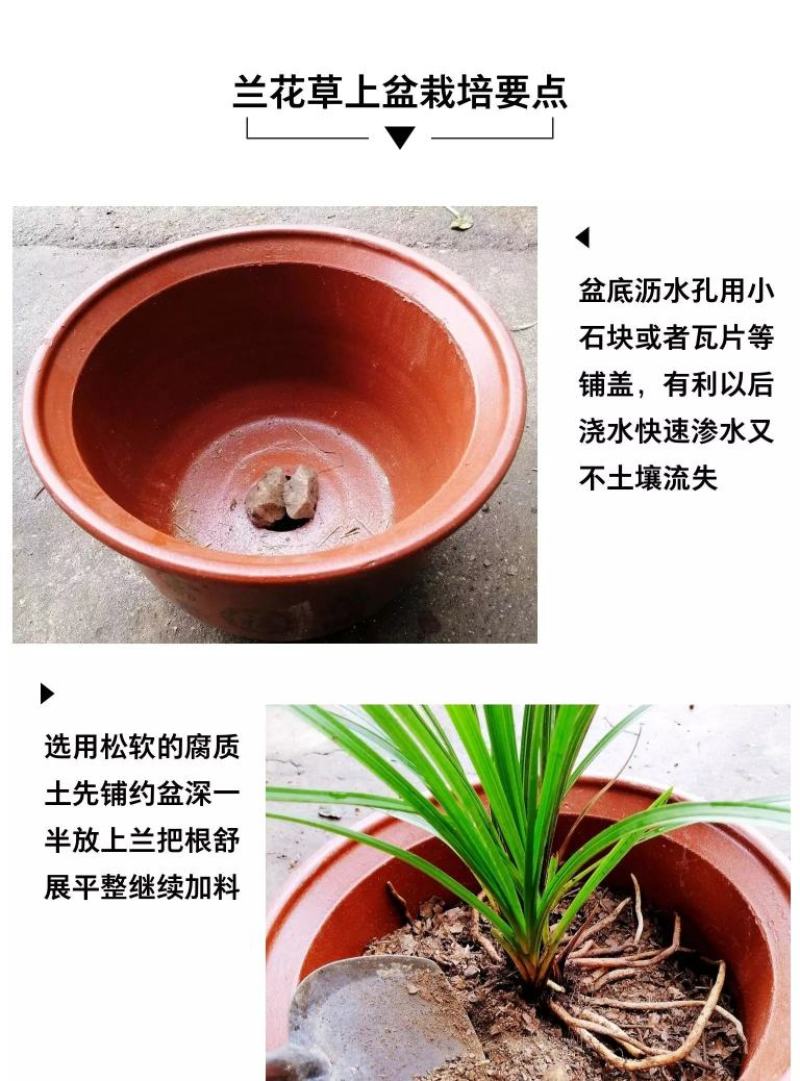 2至6盆春兰蕙兰任选包邮下坡兰花草盆栽地栽皮实易种养