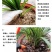 2至6盆春兰蕙兰任选包邮下坡兰花草盆栽地栽皮实易种养