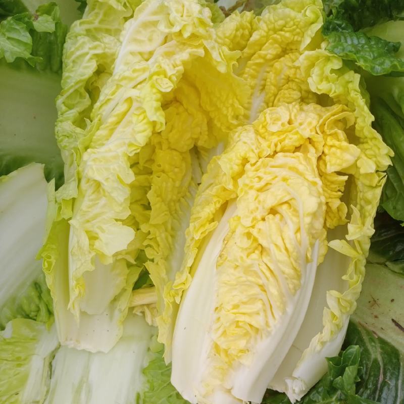 黄心大白菜，北京新3号大白菜，自家基地，量大质优，无虫！