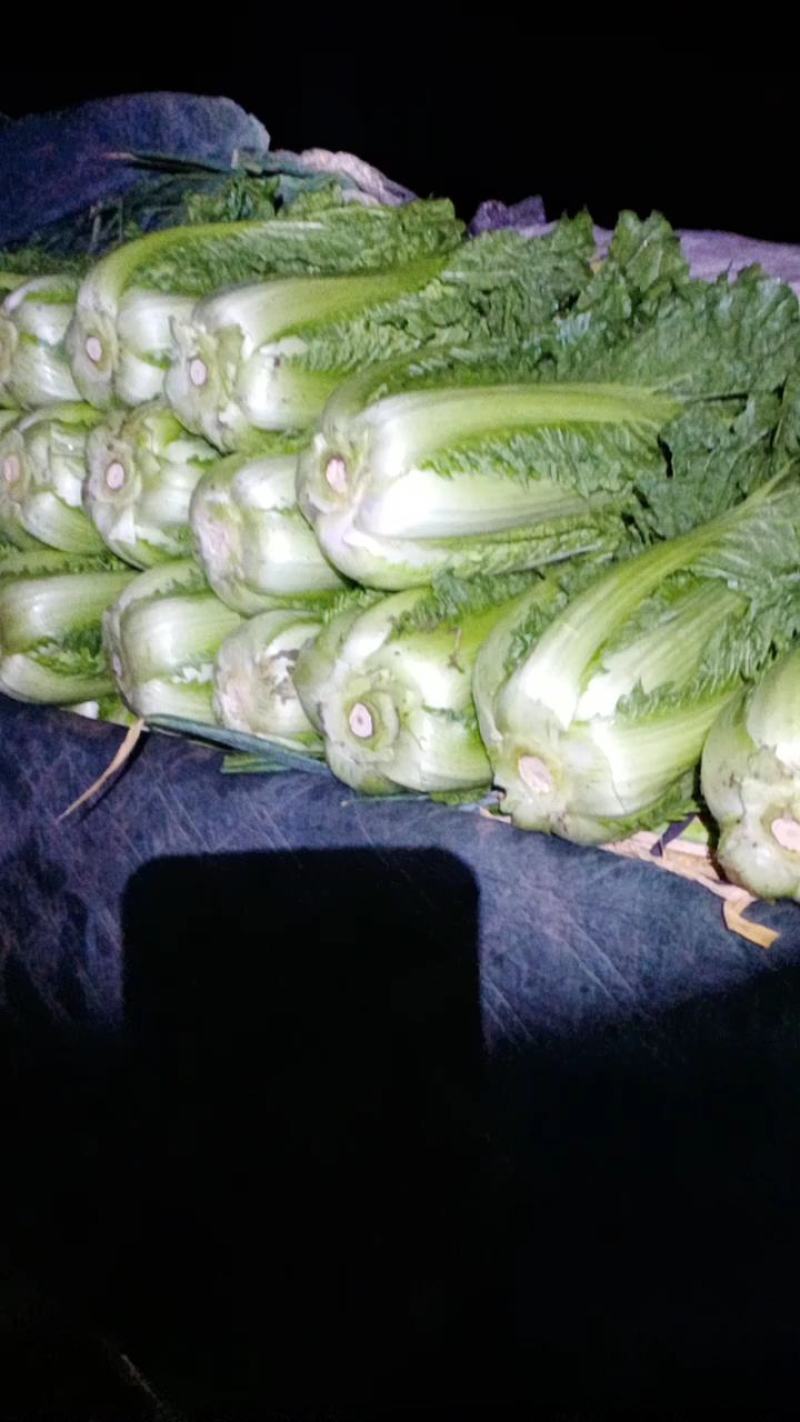 黄心大白菜，北京新3号大白菜，自家基地，量大质优，无虫！