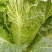 黄心大白菜，北京新3号大白菜，自家基地，量大质优，无虫！