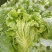 黄心大白菜，北京新3号大白菜，自家基地，量大质优，无虫！