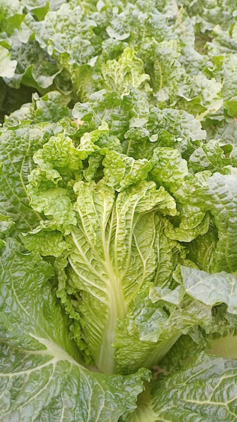 黄心大白菜，北京新3号大白菜，自家基地，量大质优，无虫！