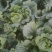 黄心大白菜，北京新3号大白菜，自家基地，量大质优，无虫！