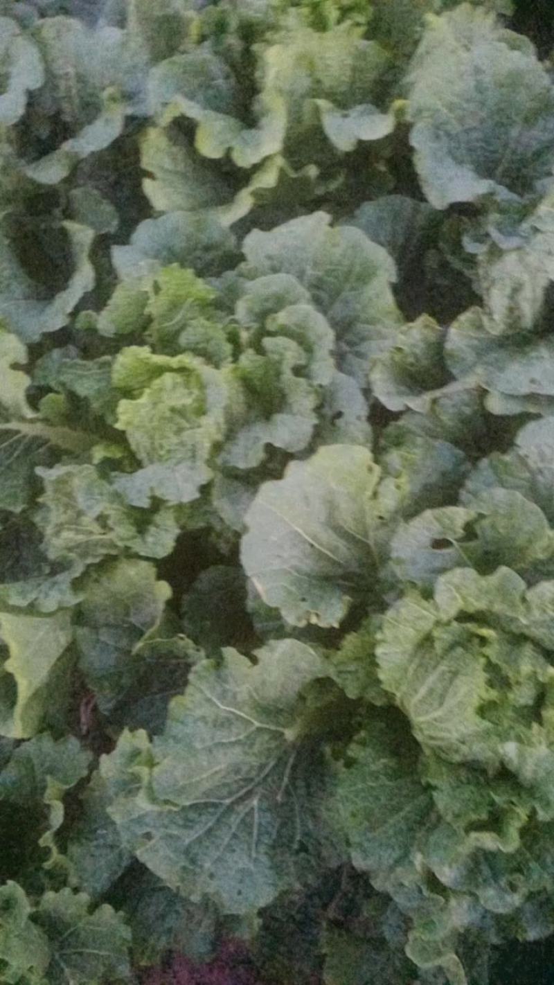 黄心大白菜，北京新3号大白菜，自家基地，量大质优，无虫！