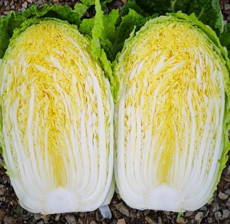 黄心大白菜，北京新3号大白菜，自家基地，量大质优，无虫！