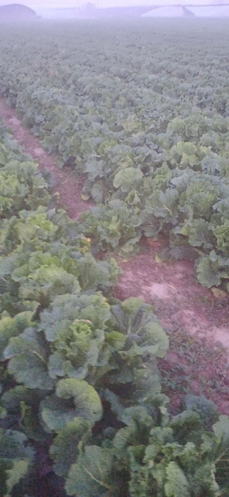 黄心大白菜，北京新3号大白菜，自家基地，量大质优，无虫！