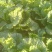 黄心大白菜，北京新3号大白菜，自家基地，量大质优，无虫！