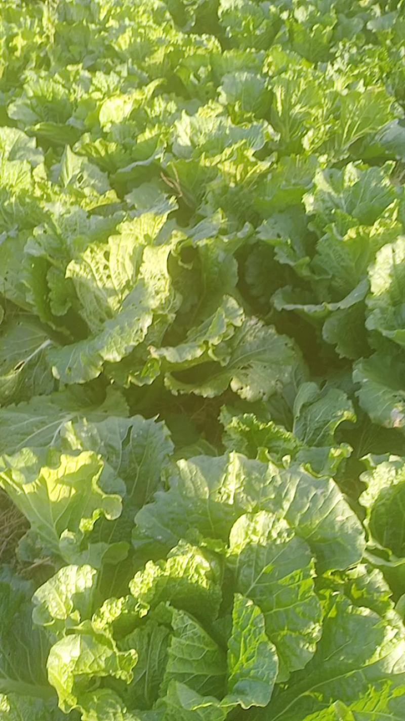 黄心大白菜，北京新3号大白菜，自家基地，量大质优，无虫！