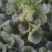 黄心大白菜，北京新3号大白菜，自家基地，量大质优，无虫！