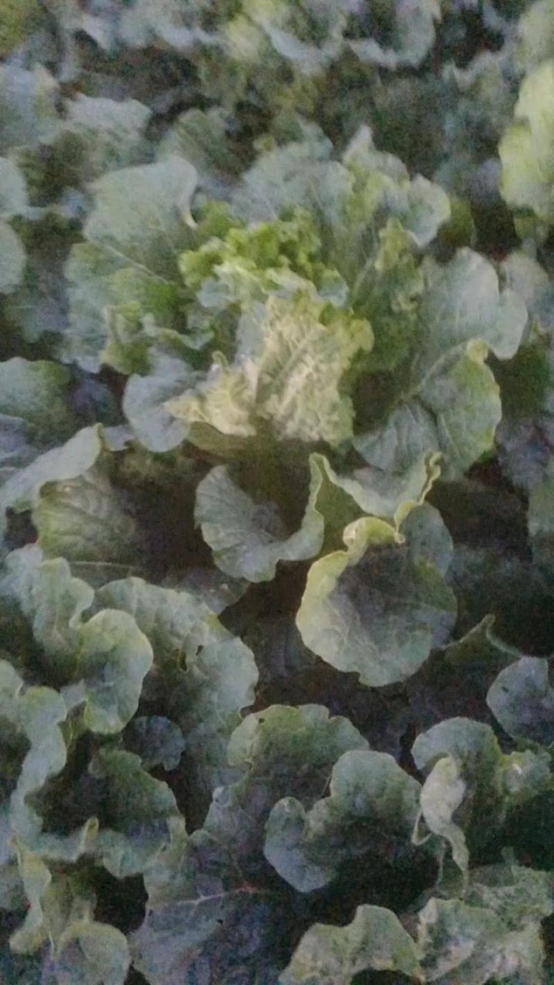 黄心大白菜，北京新3号大白菜，自家基地，量大质优，无虫！