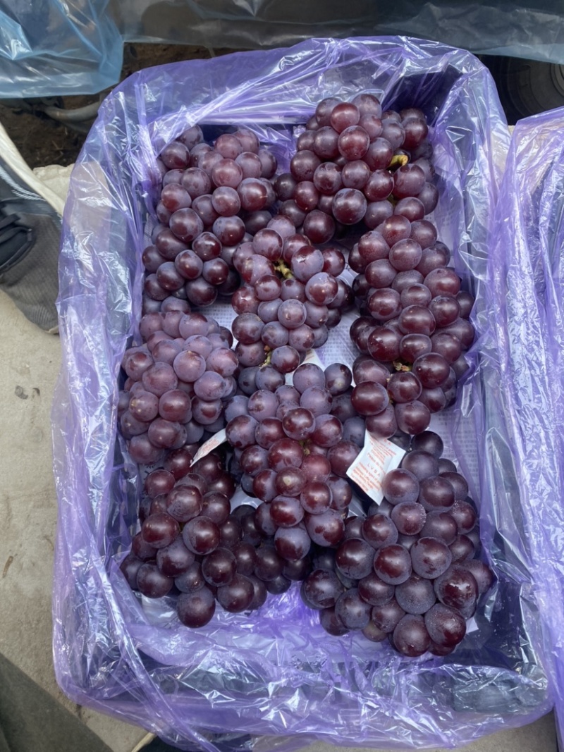 库存巨峰葡萄新鲜刚下树不久——精品库存巨峰葡萄