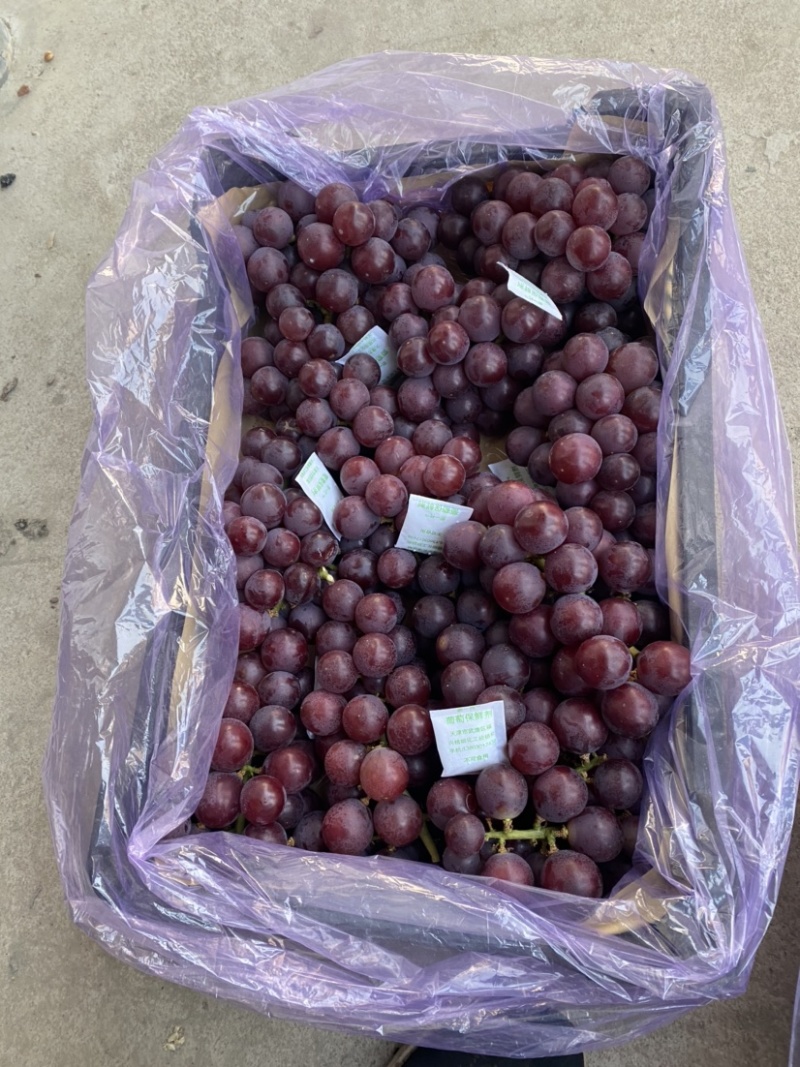 库存巨峰葡萄新鲜刚下树不久——精品库存巨峰葡萄