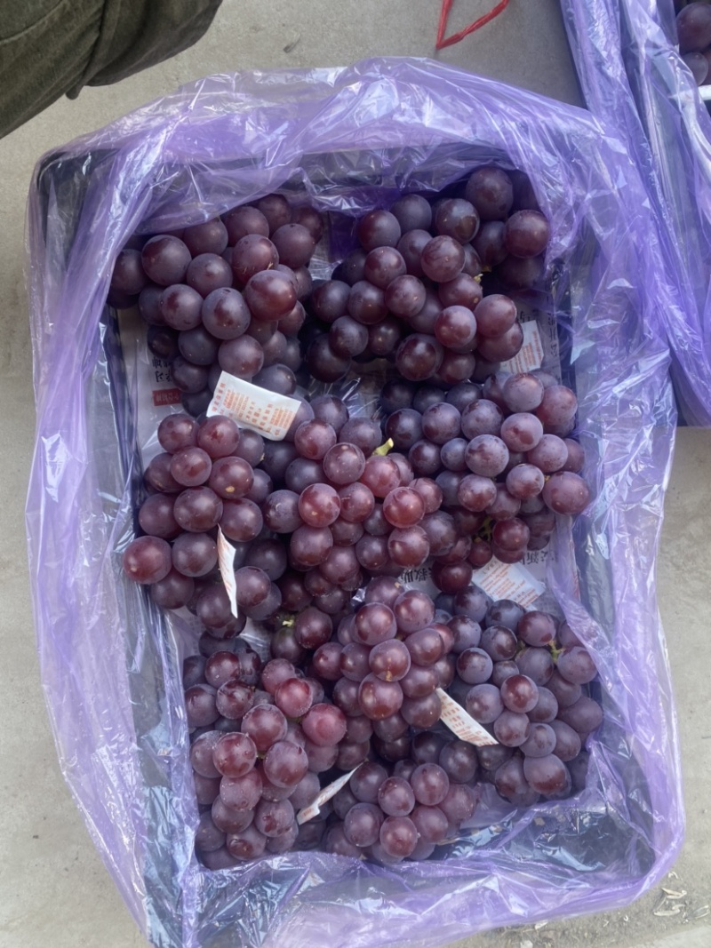 库存巨峰葡萄新鲜刚下树不久——精品库存巨峰葡萄