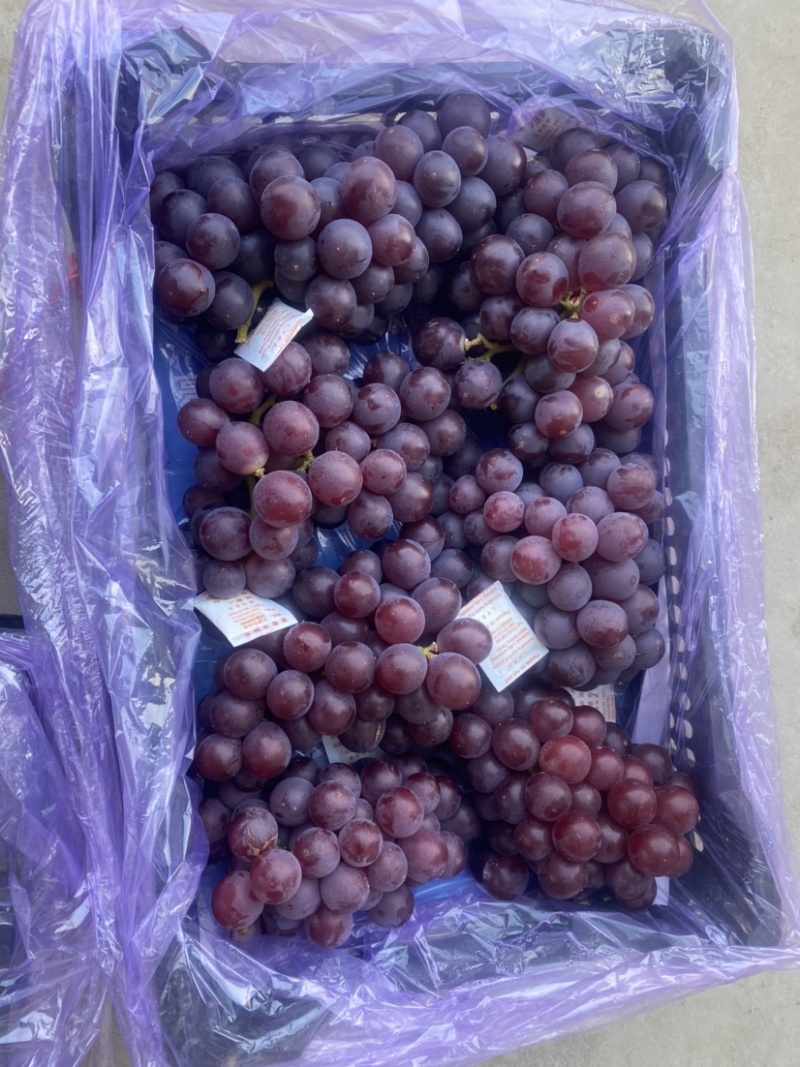 库存巨峰葡萄新鲜刚下树不久——精品库存巨峰葡萄