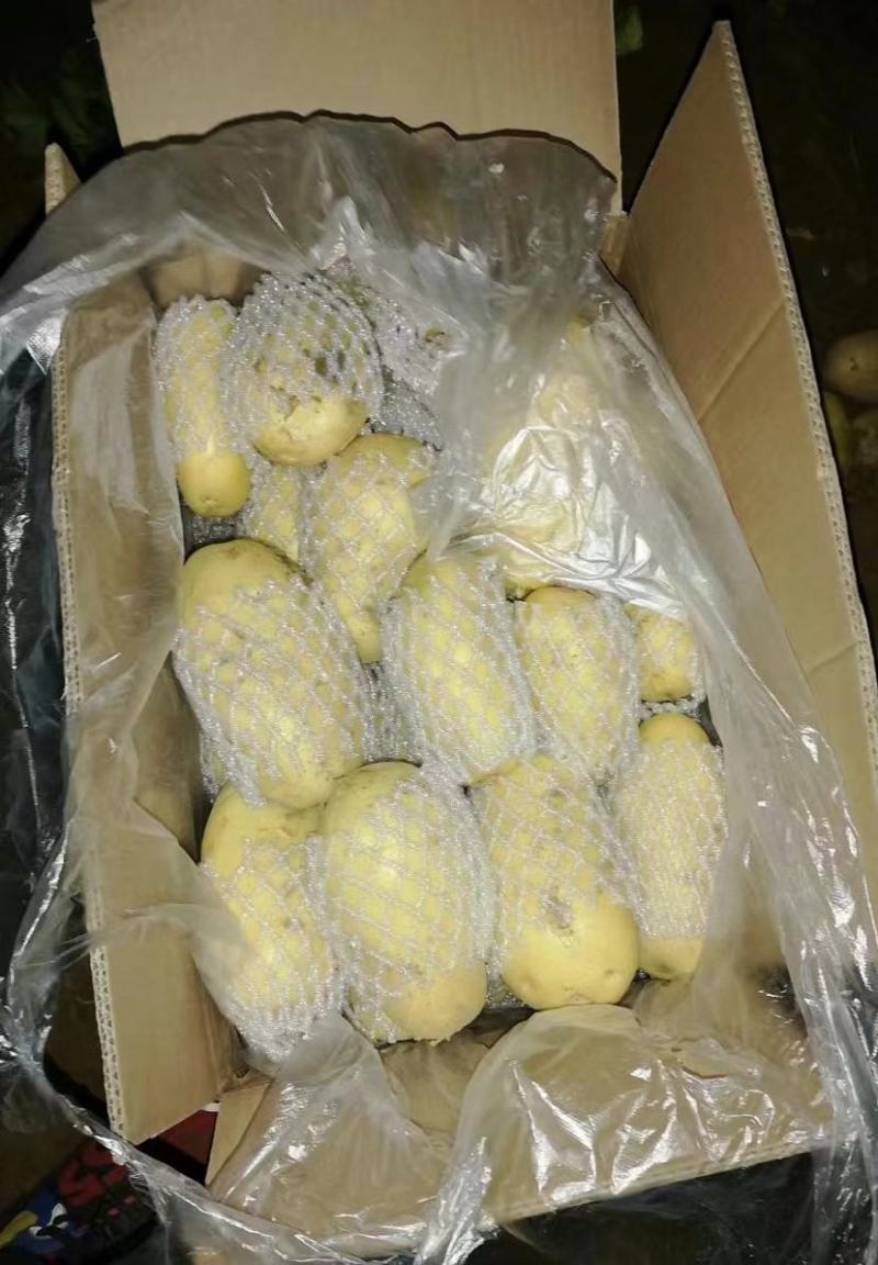长年大量供应滕州优质荷兰土豆和V七精品土豆