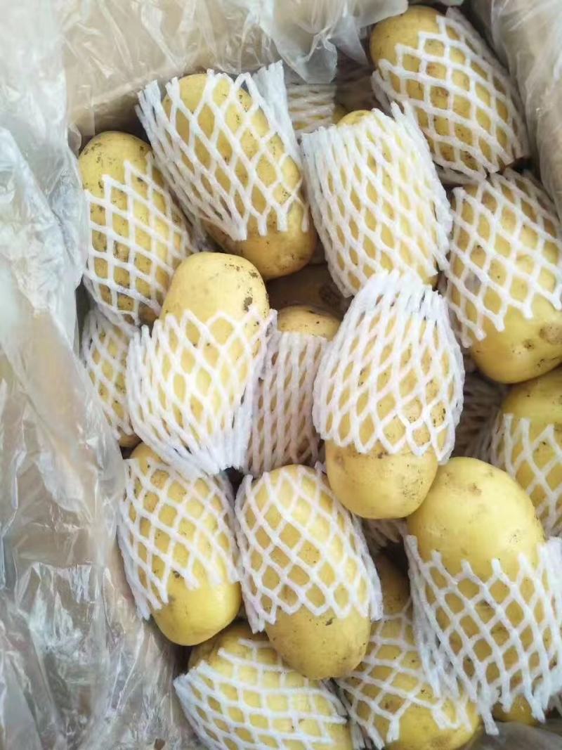 长年大量供应滕州优质荷兰土豆和V七精品土豆