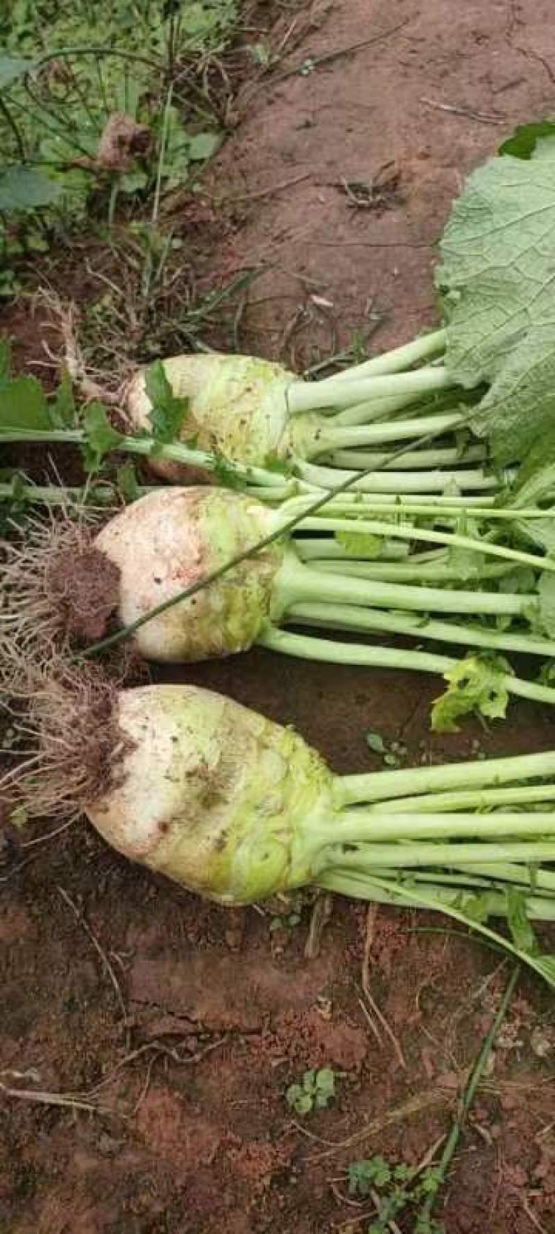 有需要的老板们提前预订哦！各种各样的蔬菜都有。