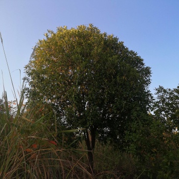 10公分金桂八月桂桂花丹桂四季桂花工程苗