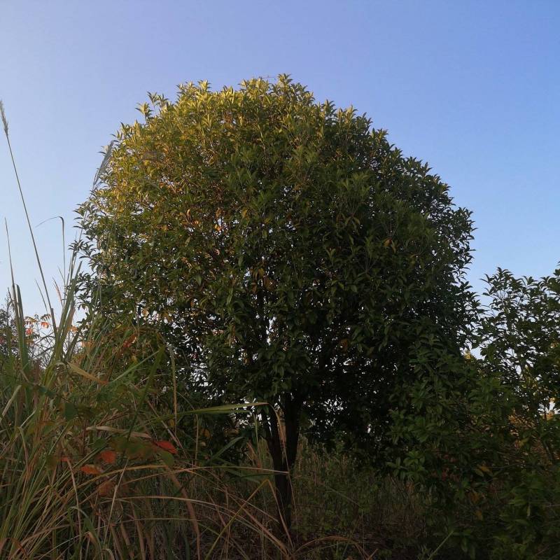 10公分金桂八月桂桂花丹桂四季桂花工程苗