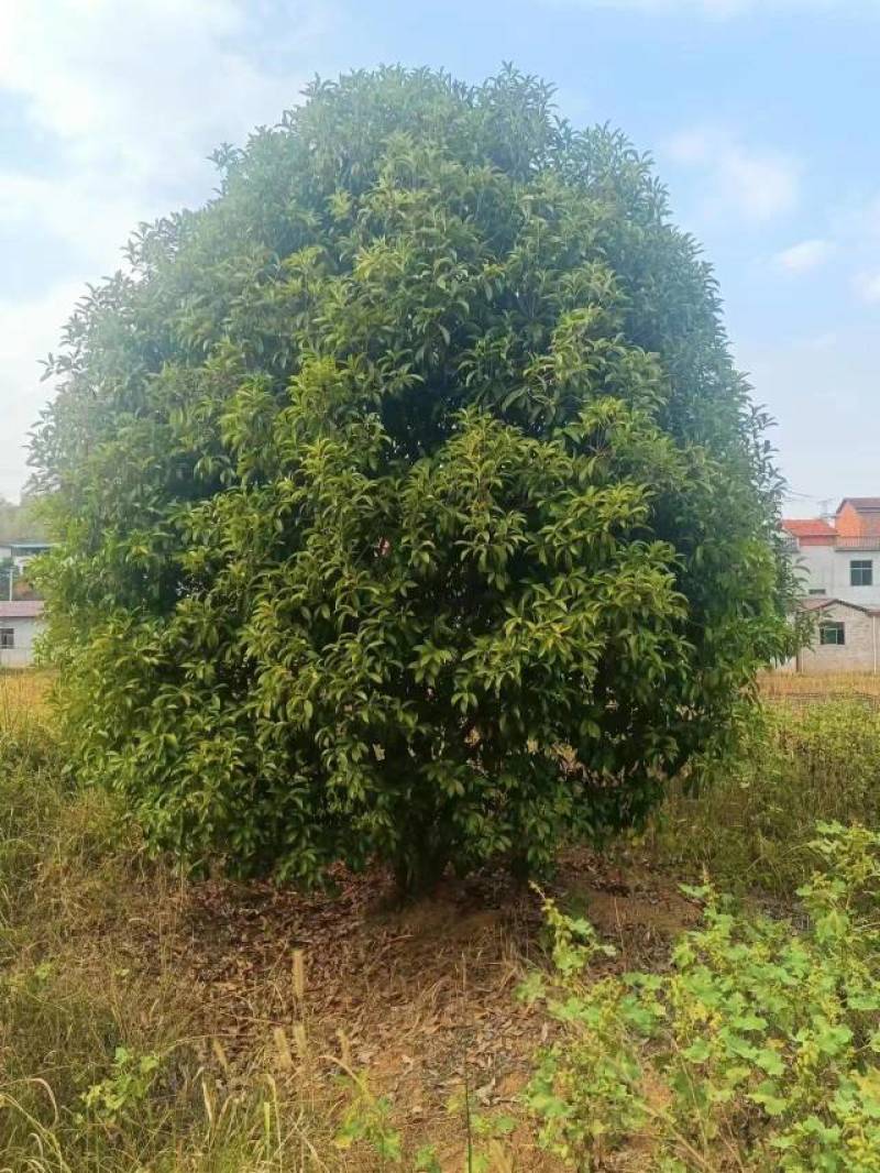 10公分金桂八月桂桂花丹桂四季桂花工程苗