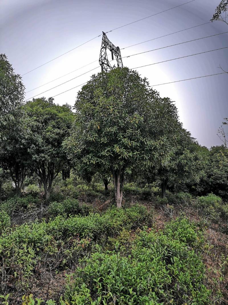 10公分金桂八月桂桂花丹桂四季桂花工程苗