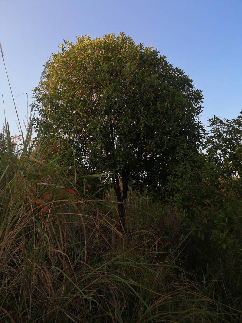 10公分金桂八月桂桂花丹桂四季桂花工程苗