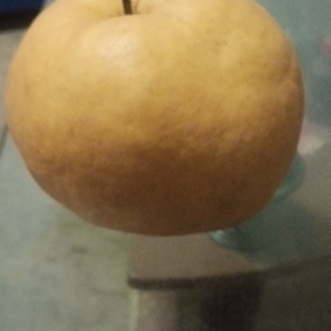 晚秋黄梨
