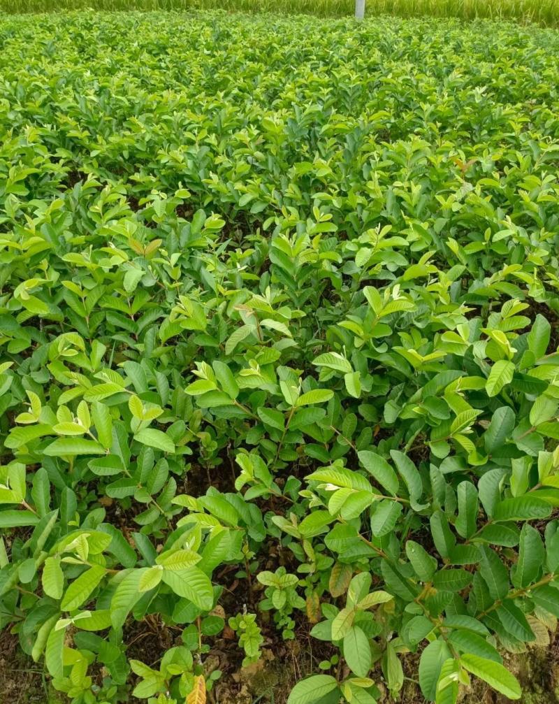 四季珍珠番石榴苗芭乐番石榴苗西瓜红番石榴苗苗圃基地