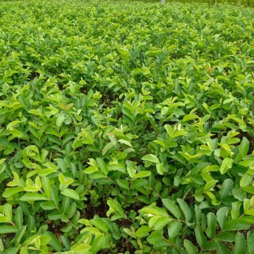 四季珍珠番石榴苗芭乐番石榴苗西瓜红番石榴苗苗圃基地